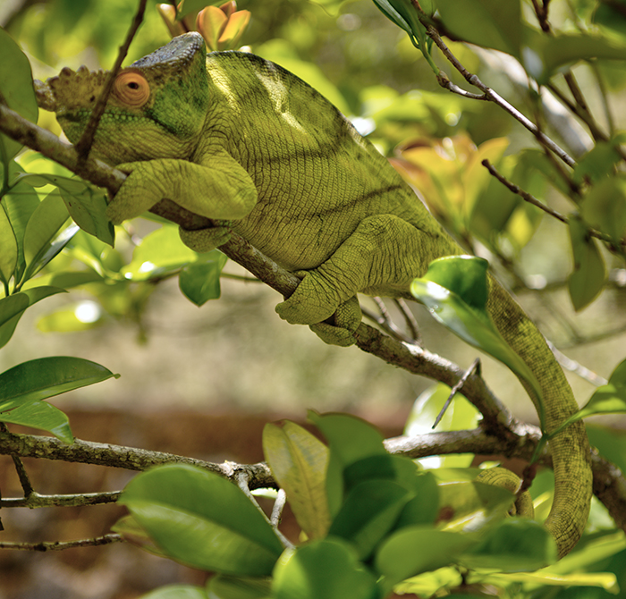 Male Pontera chameleon